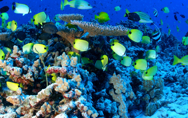 Aquatic Biodiversity and Protected Areas illustration