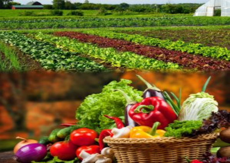 Land Use, Agriculture and Food Systems illustration